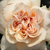 Pomarańczowy - Róże rabatowe floribunda - Jelena™